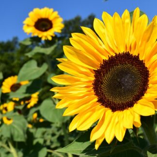 Bouquet of Sunflowers
